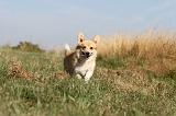 CORGI PEMBROKE 131